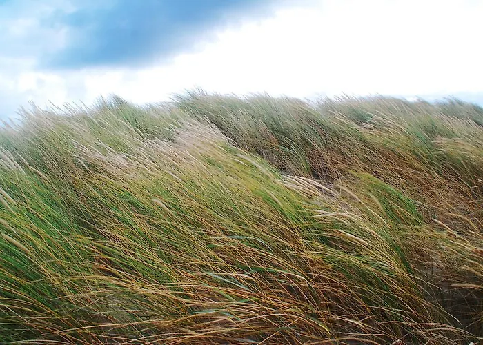Dune Bep